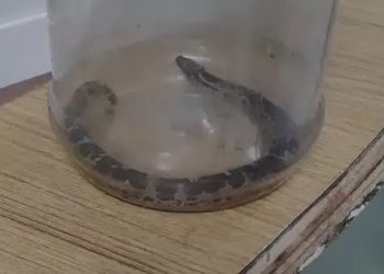 അംഗനവാടി പരിസരം വൃത്തിയാക്കുന്നതിനിടെ അധ്യാപികയ്ക്ക് പാമ്പുകടിയേറ്റു