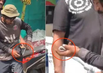 പാമ്പിൻ കുഞ്ഞിനെ പാന്റിന്റെ പോക്കറ്റിലിട്ടു നടന്നു; കടിയേറ്റ തൊഴിലാളി ആശുപത്രിയിൽ