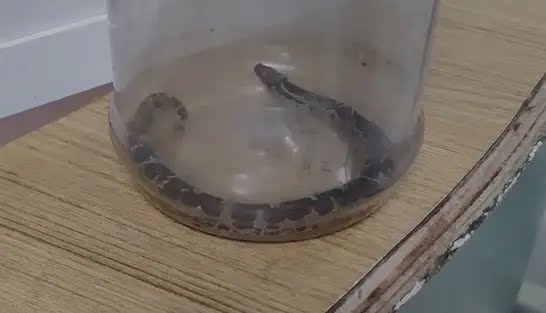 അംഗനവാടി പരിസരം വൃത്തിയാക്കുന്നതിനിടെ അധ്യാപികയ്ക്ക് പാമ്പുകടിയേറ്റു