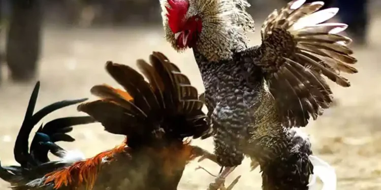 പണം പന്തയം വച്ച് കോഴി പോര്;എട്ടുപേർ പിടിയിൽ