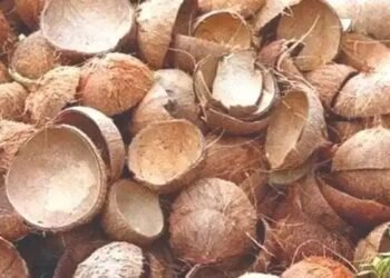 ഇത് ചിരട്ടയുടെ കാലം; വില കുതിച്ചുയരുന്നു