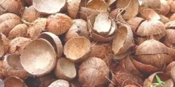 ഇത് ചിരട്ടയുടെ കാലം; വില കുതിച്ചുയരുന്നു