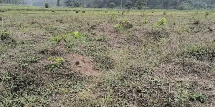 വന്യജീവി ഭീഷണിയിൽ കൃഷിയിടങ്ങൾ തരിശായി; ഉപജീവനം നഷ്ടമായി അതിർത്തി ഗ്രാമങ്ങൾ