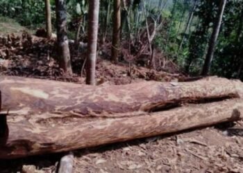 മുട്ടിൽ മരംമുറിക്കേസ്: പിടിച്ചെടുത്ത 112 മരങ്ങളുടെയും മഹസർ അന്വേഷണസംഘം കോടതിയിൽ സമർപ്പിച്ചു