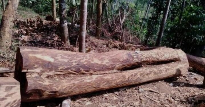 മുട്ടിൽ മരംമുറിക്കേസ്: പിടിച്ചെടുത്ത 112 മരങ്ങളുടെയും മഹസർ അന്വേഷണസംഘം കോടതിയിൽ സമർപ്പിച്ചു