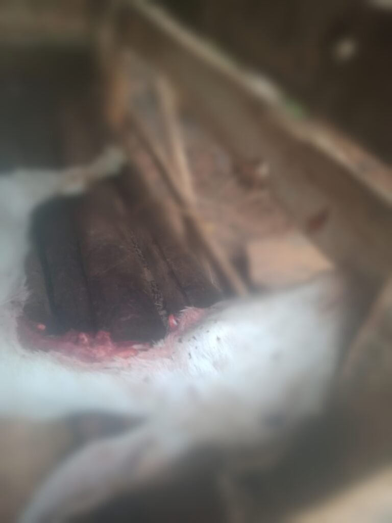 പുള്ളിപ്പുലി ആടിനെ കൊന്ന് തിന്നു