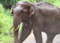 കെഎസ്ഇബി ഉദ്യോഗസ്ഥനു നേരെ കാട്ടാനയാക്രമണം; അപകടം ജോലിക്ക് പോകുമ്പോൾ