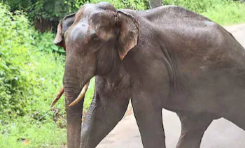 കെഎസ്ഇബി ഉദ്യോഗസ്ഥനു നേരെ കാട്ടാനയാക്രമണം; അപകടം ജോലിക്ക് പോകുമ്പോൾ