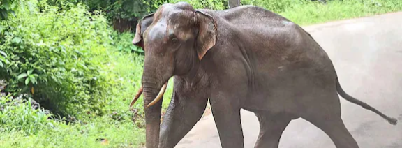 കെഎസ്ഇബി ഉദ്യോഗസ്ഥനു നേരെ കാട്ടാനയാക്രമണം; അപകടം ജോലിക്ക് പോകുമ്പോൾ