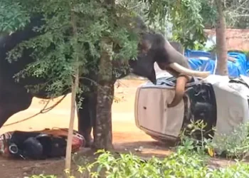 ഉത്സവത്തിനെത്തിച്ച ആന ഇടഞ്ഞു; യുവാവിനെ ചവിട്ടിക്കൊന്നു, പാപ്പാന് പരുക്ക്