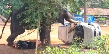 ഉത്സവത്തിനെത്തിച്ച ആന ഇടഞ്ഞു; യുവാവിനെ ചവിട്ടിക്കൊന്നു, പാപ്പാന് പരുക്ക്