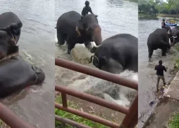 കുളിപ്പിക്കുന്നതിനിടെ ഏറ്റുമുട്ടിയ ആനകളിലൊന്ന് ദേഹത്തുവീണു; വിനോദസഞ്ചാരിയായ യുവതിക്ക് ദാരുണാന്ത്യം
