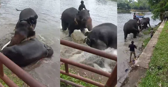 കുളിപ്പിക്കുന്നതിനിടെ ഏറ്റുമുട്ടിയ ആനകളിലൊന്ന് ദേഹത്തുവീണു; വിനോദസഞ്ചാരിയായ യുവതിക്ക് ദാരുണാന്ത്യം