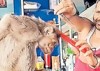 വന്നതല്ലേ, മുടി വെട്ടിയിട്ട് പോകാം…; ബാർബർ ഷോപ്പിൽ അതിഥിയായി കുരങ്ങ്: വിഡിയോ വൈറൽ