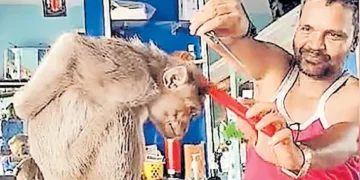 വന്നതല്ലേ, മുടി വെട്ടിയിട്ട് പോകാം…; ബാർബർ ഷോപ്പിൽ അതിഥിയായി കുരങ്ങ്: വിഡിയോ വൈറൽ