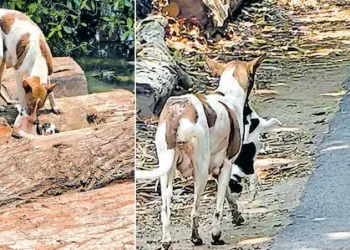 കാണാതായ 2 പൊന്നോമനകളെ തേടി 3.5 കിലോമീറ്റർ നടന്ന് അമ്മപ്പട്ടി; ഒടുവിൽ, ഒരു കുഞ്ഞിനെ കണ്ടെത്തി…