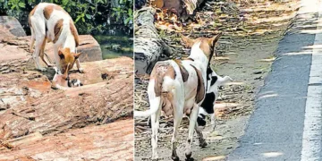കാണാതായ 2 പൊന്നോമനകളെ തേടി 3.5 കിലോമീറ്റർ നടന്ന് അമ്മപ്പട്ടി; ഒടുവിൽ, ഒരു കുഞ്ഞിനെ കണ്ടെത്തി…