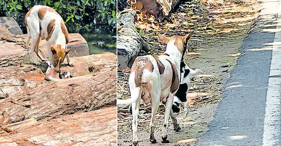 കാണാതായ 2 പൊന്നോമനകളെ തേടി 3.5 കിലോമീറ്റർ നടന്ന് അമ്മപ്പട്ടി; ഒടുവിൽ, ഒരു കുഞ്ഞിനെ കണ്ടെത്തി…