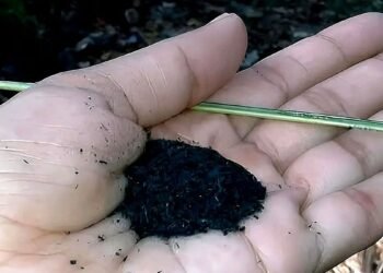 രാവിലെ പല്ല് തേക്കാതെ ചായ കുടിക്കാമോ? ഉമിക്കരി ഉപയോഗം നല്ലതല്ല, വിദഗ്ധ അഭിപ്രായം