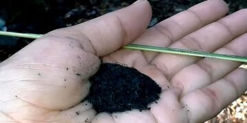 രാവിലെ പല്ല് തേക്കാതെ ചായ കുടിക്കാമോ? ഉമിക്കരി ഉപയോഗം നല്ലതല്ല, വിദഗ്ധ അഭിപ്രായം