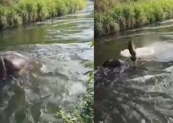 ചില്ലിക്കൊമ്പന്റേത് മുങ്ങി മരണം; ആത്മഹത്യ വാദം തള്ളി തമിഴ്‌നാട് ഫോറസ്റ്റ് അധികൃതര്‍