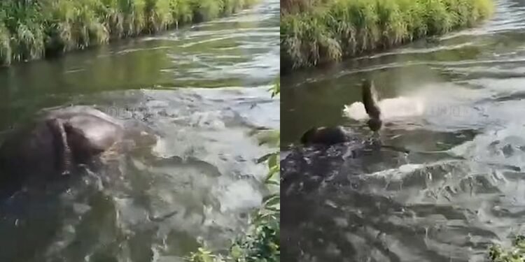 ചില്ലിക്കൊമ്പന്റേത് മുങ്ങി മരണം; ആത്മഹത്യ വാദം തള്ളി തമിഴ്‌നാട് ഫോറസ്റ്റ് അധികൃതര്‍