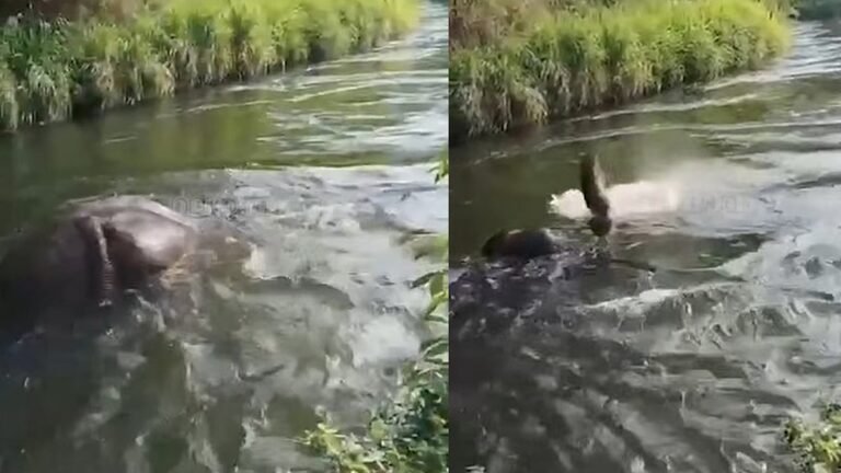 ചില്ലിക്കൊമ്പന്റേത് മുങ്ങി മരണം; ആത്മഹത്യ വാദം തള്ളി തമിഴ്‌നാട് ഫോറസ്റ്റ് അധികൃതര്‍