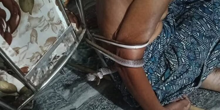 വിഷപ്പാമ്പ് വയോധികനെ ചുറ്റിവരിഞ്ഞ് കിടന്നത് നാലു മണിക്കൂര്‍; പക്ഷാഘാതം വന്നു തളര്‍ന്നയാളുടെ അത്ഭുത രക്ഷപ്പെടല്‍