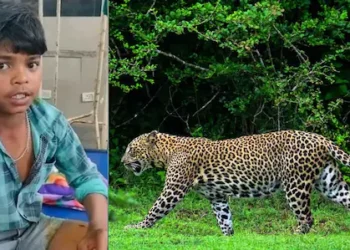 കൊല്ലാനെത്തിയ പുള്ളിപ്പുലിയുടെ കഴുത്തിനു പിടിച്ച് 13 കാരൻ
