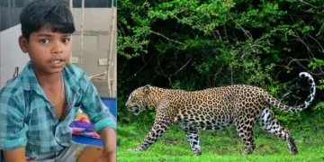 കൊല്ലാനെത്തിയ പുള്ളിപ്പുലിയുടെ കഴുത്തിനു പിടിച്ച് 13 കാരൻ