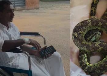 പോത്തിനെ തീറ്റുന്നതിനിടെ പാമ്പുകടിയേറ്റു; കടിച്ച പാമ്പുമായി ആശുപത്രിയിലെത്തി യുവാവ്