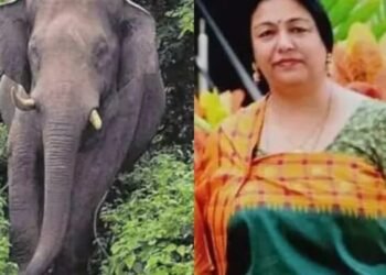 കുടകില്‍ കാട്ടാന ആക്രമണം; മുതിര്‍ന്ന ഐപിഎസ് ഉദ്യോഗസ്ഥന്റെ ഭാര്യയ്ക്ക് ദാരുണാന്ത്യം