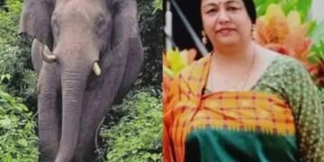 കുടകില്‍ കാട്ടാന ആക്രമണം; മുതിര്‍ന്ന ഐപിഎസ് ഉദ്യോഗസ്ഥന്റെ ഭാര്യയ്ക്ക് ദാരുണാന്ത്യം