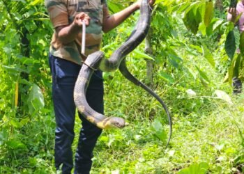 തോട്ടത്തിൽ നിന്നും രാജവെമ്പാലയെ പിടികൂടി