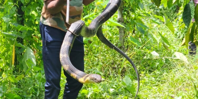 തോട്ടത്തിൽ നിന്നും രാജവെമ്പാലയെ പിടികൂടി