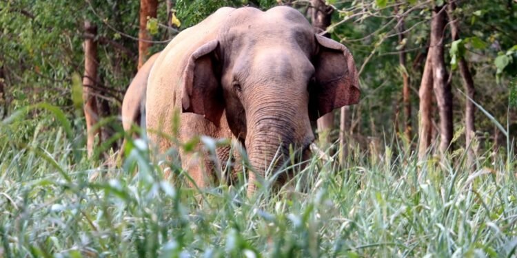 കാട്ടാനയുടെ ആക്രമണത്തിൽ വയോധികന് പരിക്കേറ്റു