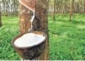 കര്ഷകര് ‘ഹാപ്പി’, റബറിന് റെക്കോര്ഡ് വില; കിലോഗ്രാമിന് 269 രൂപയായി