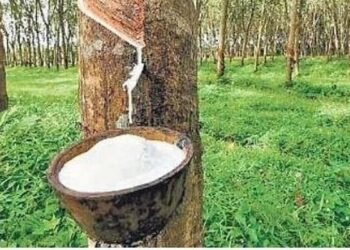 കര്‍ഷകര്‍ ‘ഹാപ്പി’, റബറിന് റെക്കോര്‍ഡ് വില; കിലോഗ്രാമിന് 269 രൂപയായി