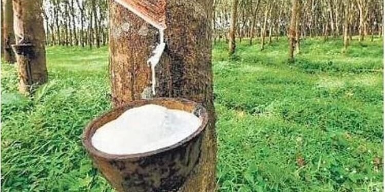 കര്‍ഷകര്‍ ‘ഹാപ്പി’, റബറിന് റെക്കോര്‍ഡ് വില; കിലോഗ്രാമിന് 269 രൂപയായി