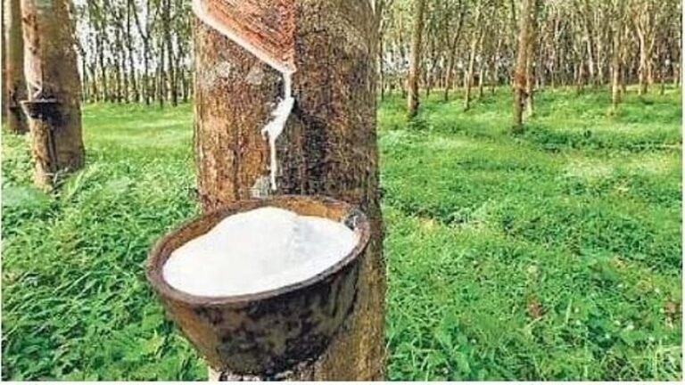കര്‍ഷകര്‍ ‘ഹാപ്പി’, റബറിന് റെക്കോര്‍ഡ് വില; കിലോഗ്രാമിന് 269 രൂപയായി