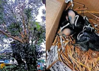 മരം മുറിച്ചപ്പോൾ പക്ഷിക്കുഞ്ഞുങ്ങൾ ചത്ത സംഭവം: 3 പേർക്കെതിരെ കേസ്