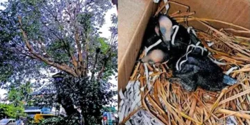 മരം മുറിച്ചപ്പോൾ പക്ഷിക്കുഞ്ഞുങ്ങൾ ചത്ത സംഭവം: 3 പേർക്കെതിരെ കേസ്