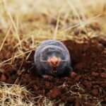 ഒക്ടോബർ 23  അന്താരാഷ്ട്ര മോൾ ദിനം ( International Mole Day)